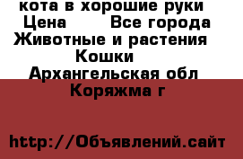 кота в хорошие руки › Цена ­ 0 - Все города Животные и растения » Кошки   . Архангельская обл.,Коряжма г.